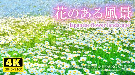 【癒し】花のある風景6時間／疲れた心身の回復・リラックス・。